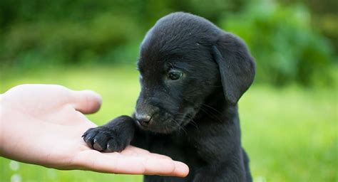Boy Names For Black Dogs Puppy Cute Dog