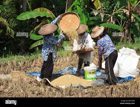 Women Working In The Fields During Rice Harvest Near Ubud Bali To Separate The Grains From