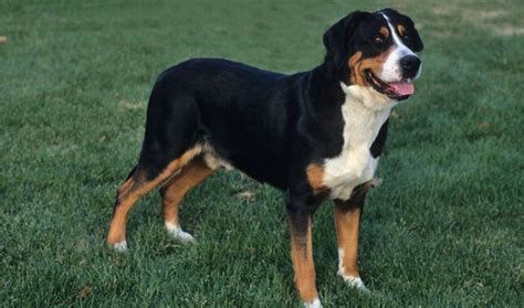 Greater Swiss Mountain Dog Animal Corner