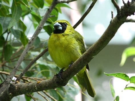 Yellow Green Grosbeak Taxonomy Kingdom Animalia Phylum Flickr