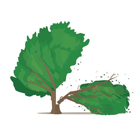 Broken Tree Illustrations Royalty Free Vector Graphics And Clip Art Istock
