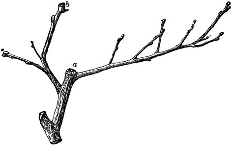 Twig Of Quince Clipart Etc