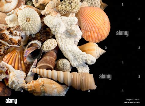 Usa Detail Of Seashells From Around The World Stock Photo Alamy