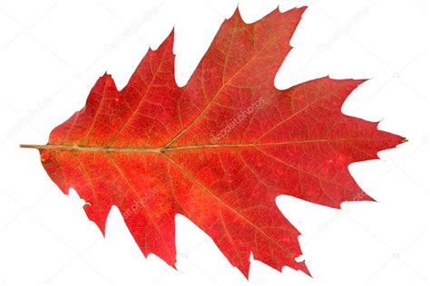 Czerwony jesień liść dębu na białym tle — Zdjęcie stockowe © Alexandra ...