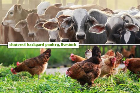 Da To Support Clustered Backyard Poultry Livestock Farms Official