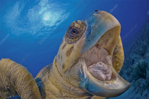 Promotion of existing social proof. Loggerhead Mouth - Stock Image - C011/7963 - Science Photo ...
