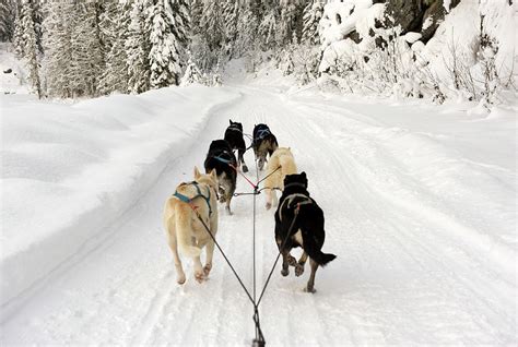 Rear View Of Dogs Pulling A Sled Photograph By Brian Caissie Pixels