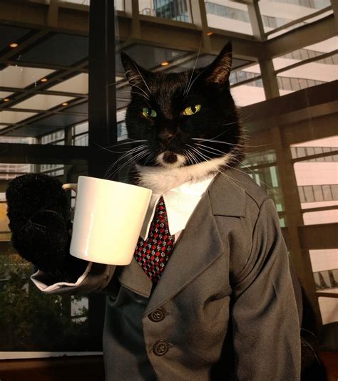 Cat Cosplay Business Cat Regrets To Inform You That Someone