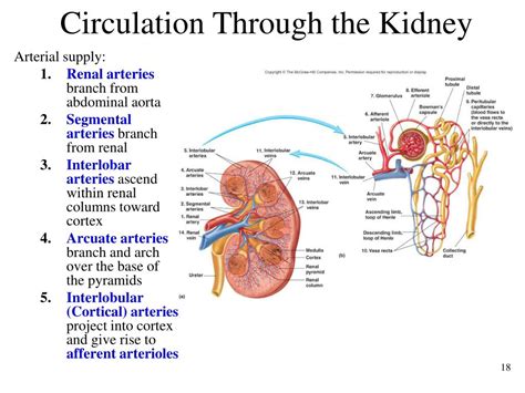 Ppt Chapter 28 The Urinary System Powerpoint Presentation Free
