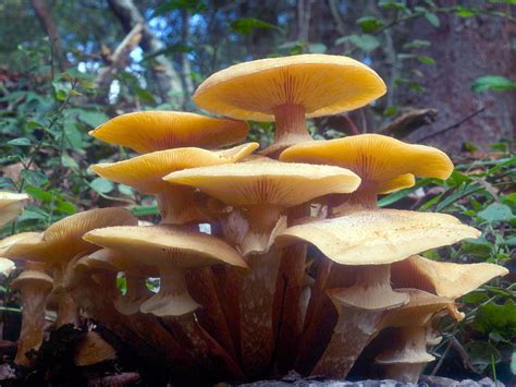 California Fungi: Armillaria mellea