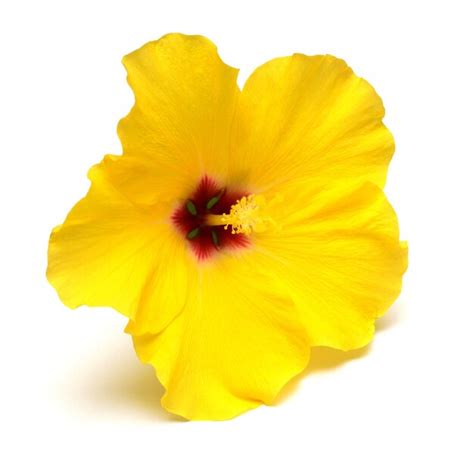 Premium Photo Yellow Hibiscus Flower Isolated On White Background