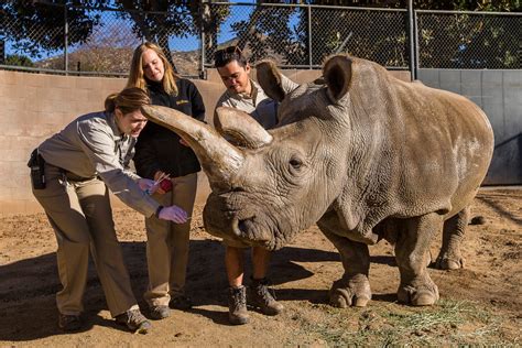 Northern White Rhino Nears Extinction As San Diego Researchers Look For