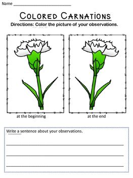 If you use flowers such as daisies that take longer to do this experiment, change the water entirely every. Colored Carnations by Superheroes in the Classroom | TpT