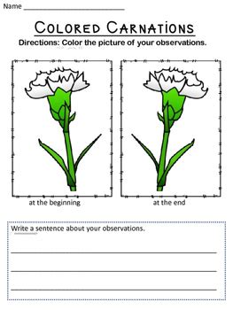 Good practice for young learners who know basic colours. Colored Carnations by Superheroes in the Classroom | TpT
