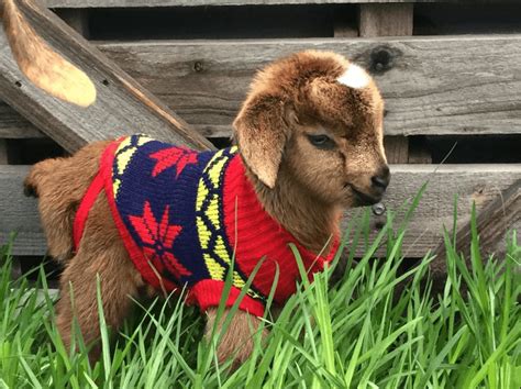 17 Pygmy Goats That Will Melt Your Heart Cute Goats Cute Animals