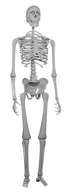 Esqueleto Ossos Esquelético Imagens Grátis No Pixabay Pixabay