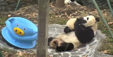 Live Giant Pandas Streaming Pandas Cam Shenshuping Gengda Panda Center