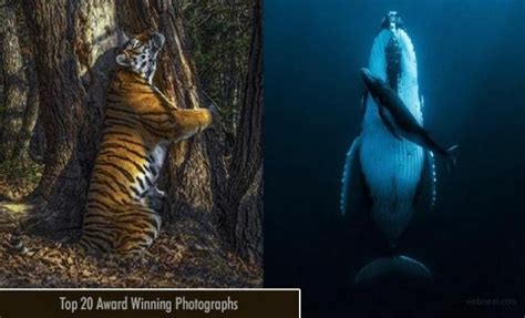 Top 20 Award Winning Photographs Of The Year 2020 To Kindle Your