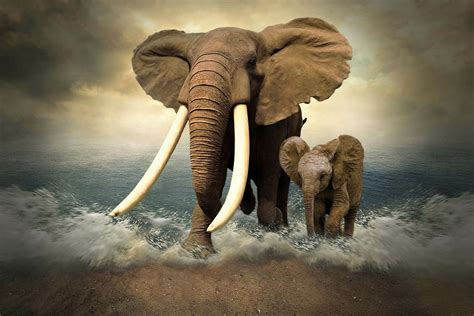 30 Cute Animals Elephant Wallpaper Koleksi Spesial