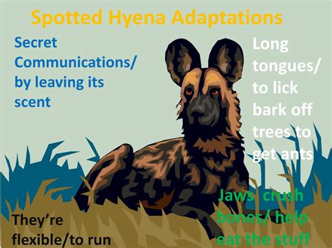 Ppt Spotted Hyena Adaptations Powerpoint Presentation Free Download