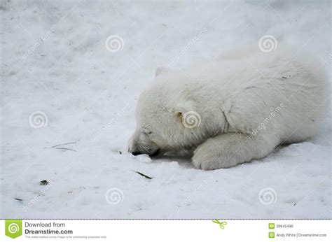 Baby Polar Bear From The Toronto Zoo Stock Photo Image Of White Bear