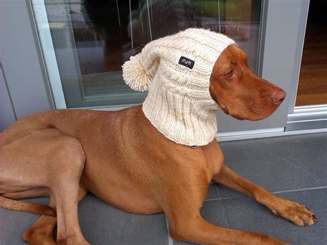 Dog Hat Knit Pattern Cable Dog Hat Knit Pattern Beanie Dog Etsy