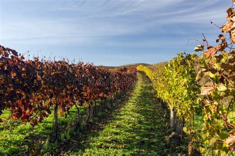Autumn Vineyard Stock Image Image Of Vine Fresh View 34878249