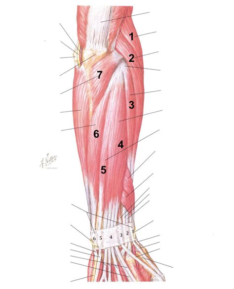 Posterior Forearm Muscles Diagram Quizlet