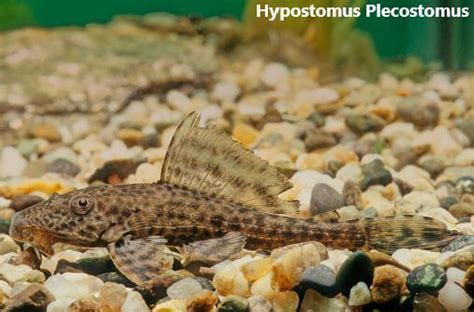 10 Signs Of A Dying Pleco And How To Save It At Home Farewell Pet Care