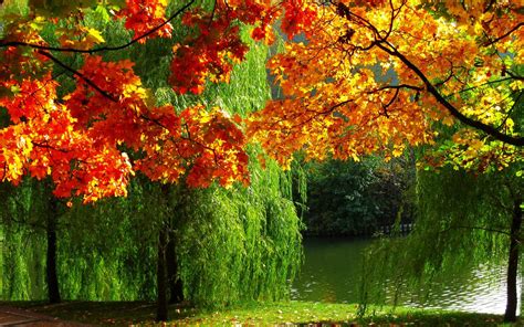 Forest Nature Autumn Leaves River Ultra High Definition