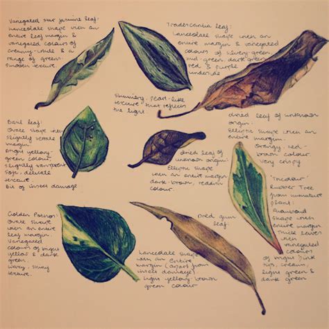 Leaf Study Coloured Pencil And Ballpoint Pen Rdrawing