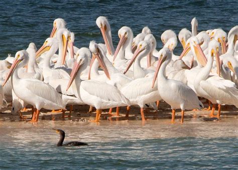 White Pelican Flock And One Lone Cormorant Feederwatch