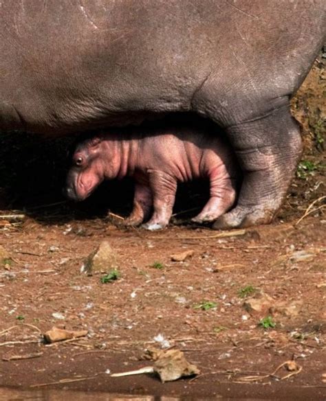 Baby Hippo Hides Behind Its Mom Baby Animal Zoo