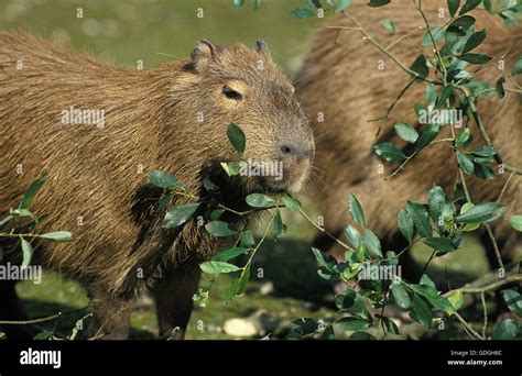 Capybara Eating Hi Res Stock Photography And Images Alamy