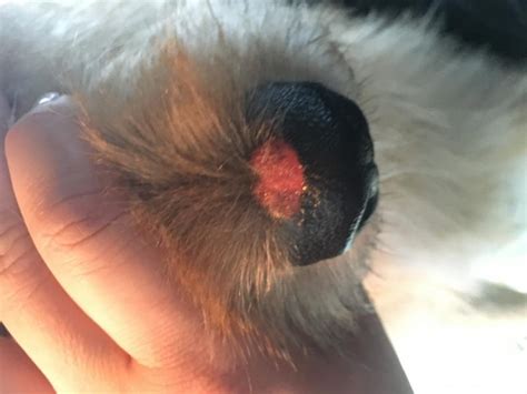 My Dog Has These Sores On Her Nose