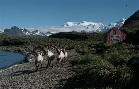 Encuentra información sobre turismo en islas malvinas y lee opiniones sobre actividades, atracciones, restaurantes y hoteles. Turismo Rural en las Islas Malvinas | Malvinas Por Descubrir