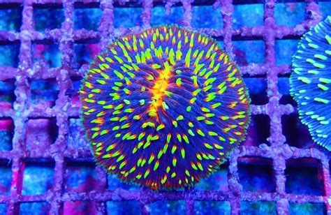 Firewoks Cycloseris Is A Disc Coral To Remember Reef Builders The