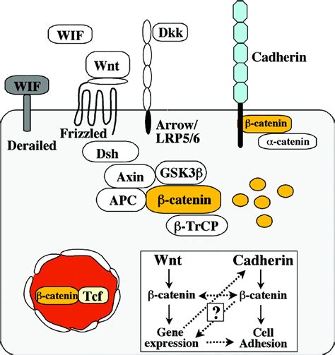 Convergence Of Wnt ß Catenin And Cadherin Pathways Science