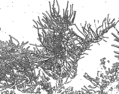 Punke verbinden zum ausmalen dehellokids mit zahlen malvorlage zahlen ziffern 5 malvorlagen ausmalbilder Korallen Zum Ausmalen