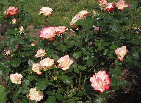 Tb On The Web Gardening Roses Cherry Parfait
