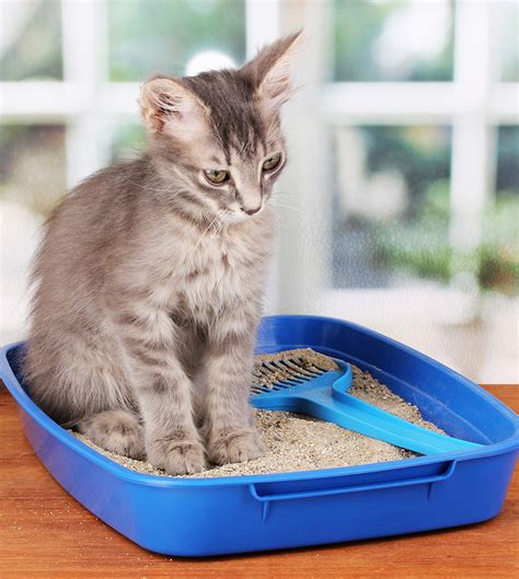 How to keep cats from using garden as litter box. Cat Toilet Training - Complete Guide To Potty Train A Kitten