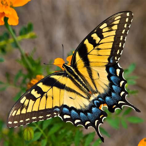 Tiger Swallowtail Butterfly Photograph By Tom Hirtreiter