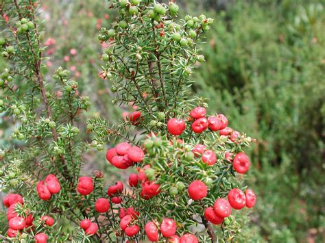 Cheeseberry Australian Native Plants Native Plants Plants