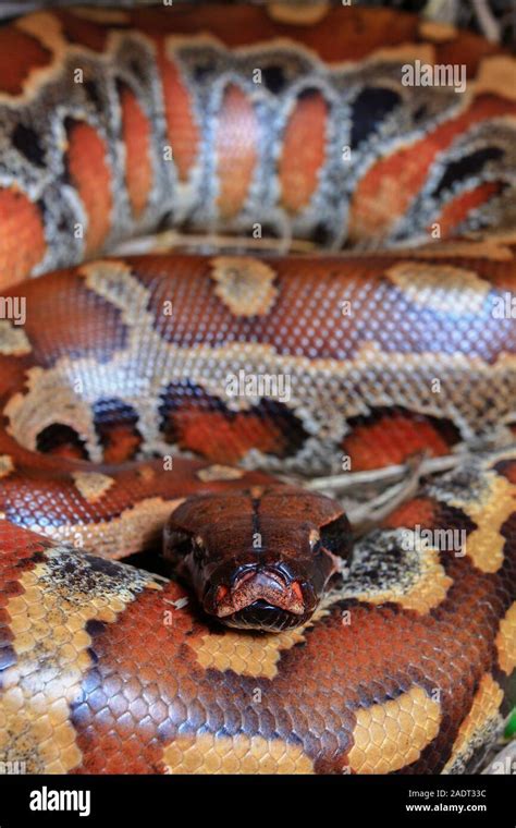 Close Up Sumatran Red Blood Python Python Curtus Brongersmai Stock