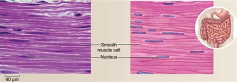 Tecido muscular o que é tipos e funções