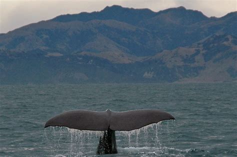 Top Wildlife Experiences For New Zealand Holidays