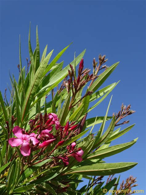 Image Collection Of Wild Vascular Plants Nerium Oleander
