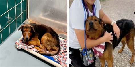 Este Perro Fue Rescatado Una Hora Antes De La Eutanasia