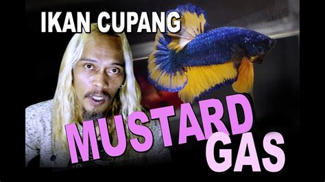 Ikan Cupang Mustard Gas Youtube