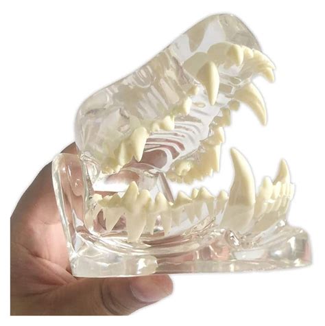 Buy Human Organ Model Canine Dental Model Animal Body Anatomy Replica